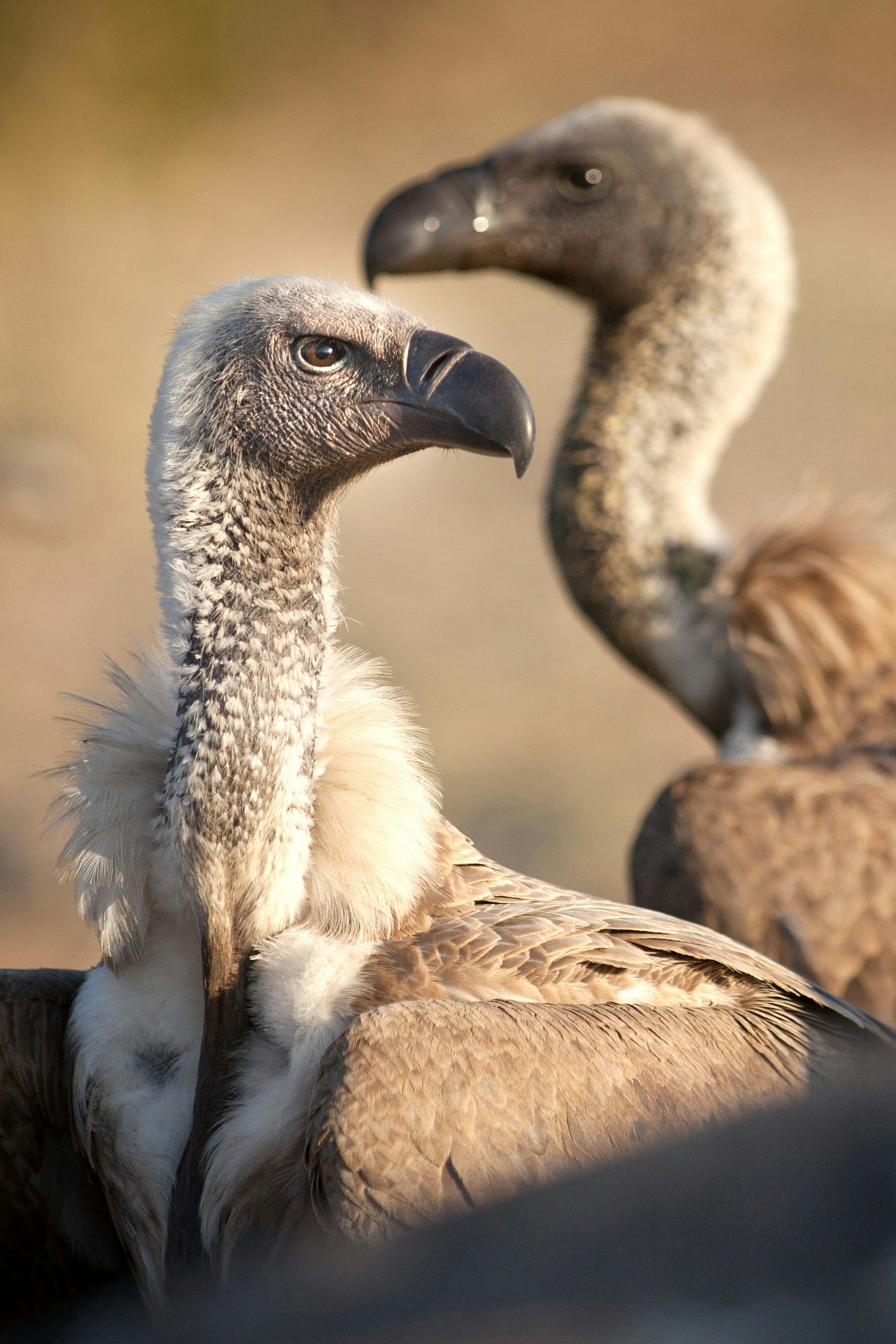Vulture Capitalism Comes For Health Care &Raquo; Https%3A%2F%2Fsubstack Post Media.s3.Amazonaws.com%2Fpublic%2Fimages%2F1926E4B9 39E1 4Ce0 8659