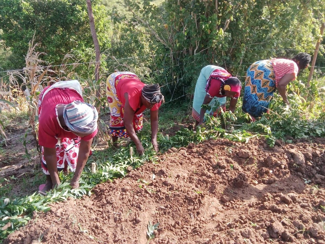 Four Kiriba group members laying green biomass along broad contour beds in a cultivated field.