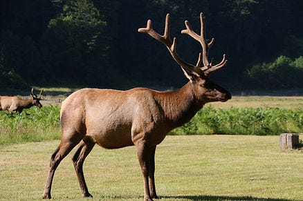 Elk with large antlers stands on grassy field, another elk in background. Forest trees provide a dark green backdrop under bright sunlight.