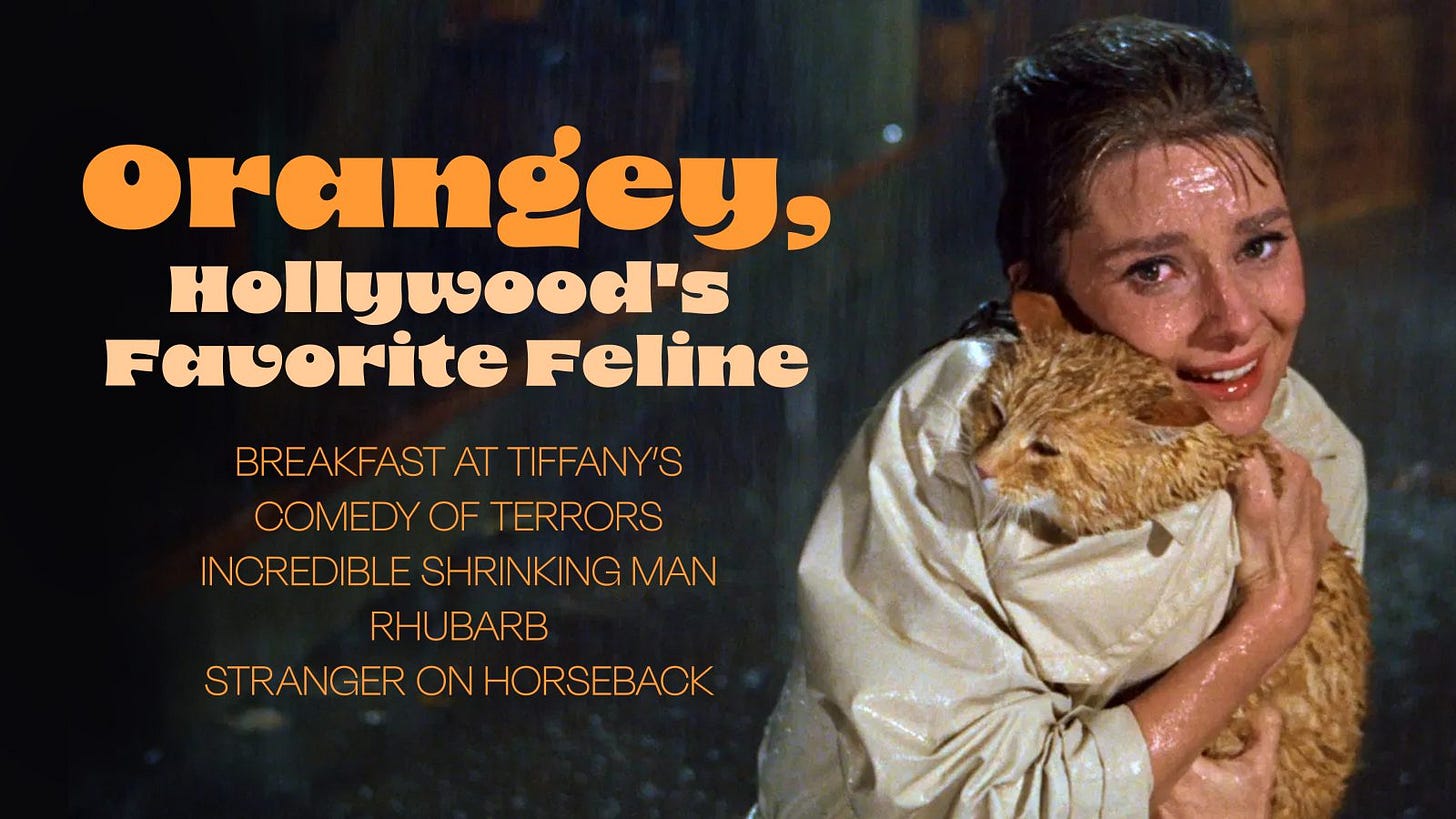 Orangey, Hollywood's Favorite Feline