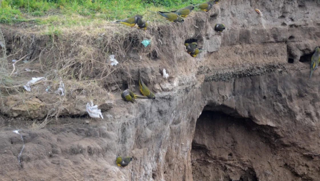 Loros barranqueros: "Buscamos soluciones no letales, que permitan una coexistencia con la especie" Loros barranqueros: "Buscamos soluciones no letales, que permitan una coexistencia con la especie"