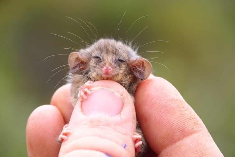 A little pygmy possum on Kangaroo Island