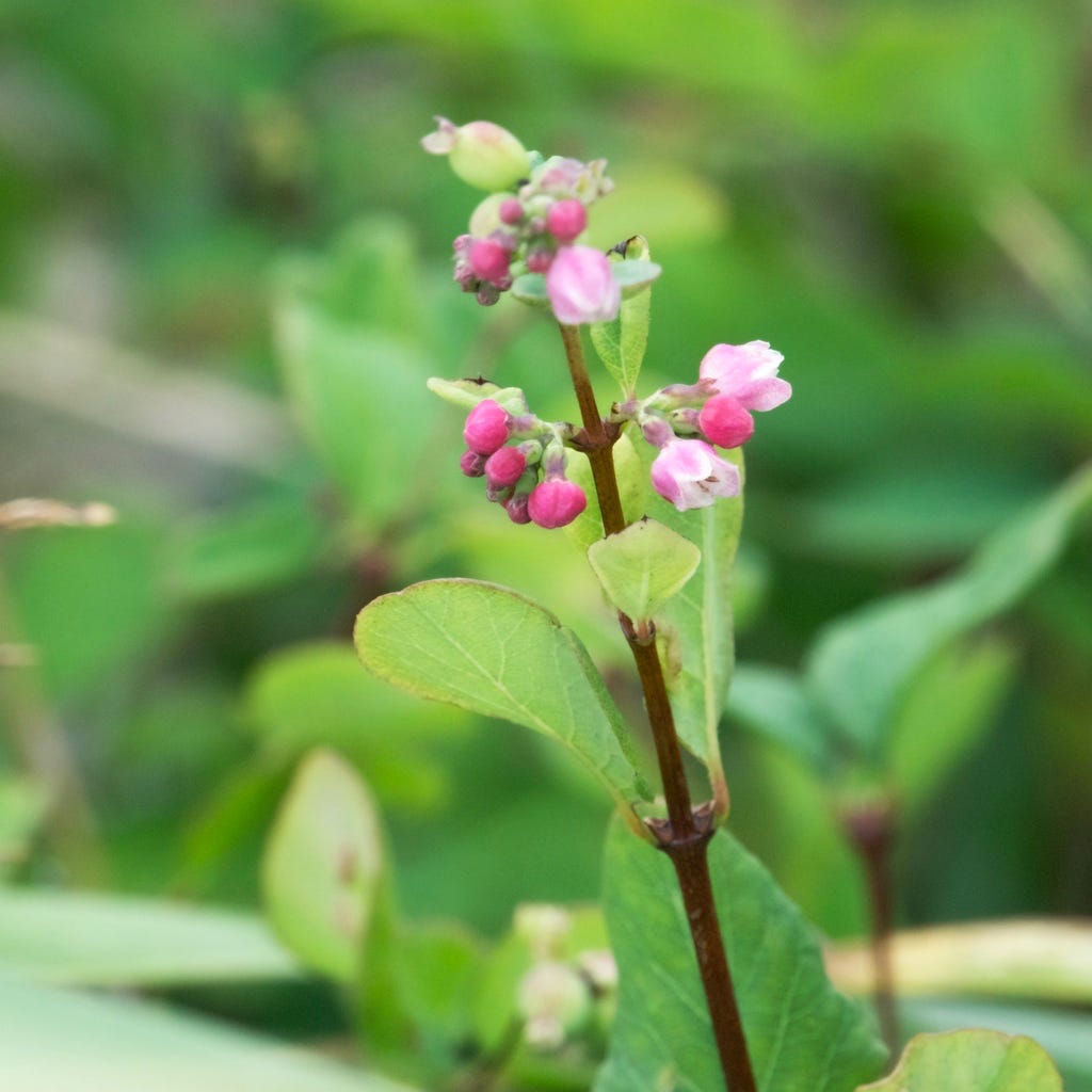 Common Snowberry