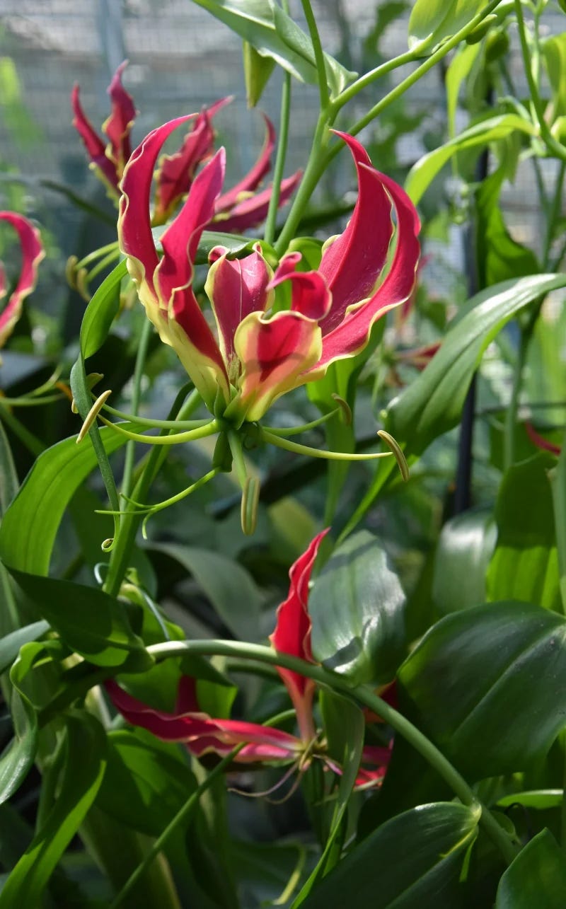 evergreen plants for balcony Buy Evergreen Foliage Plants for Easy Balcony Gardening online from  Nurserylive at lowest price