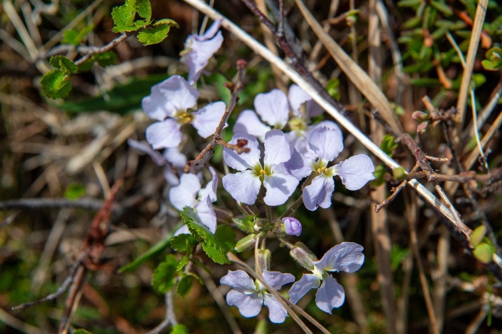 A cluster of pale lavender four-petaled flowers with yellow-green centers on slender stems, rising among toothed green basal leaves and dry brown stems on the tundra.