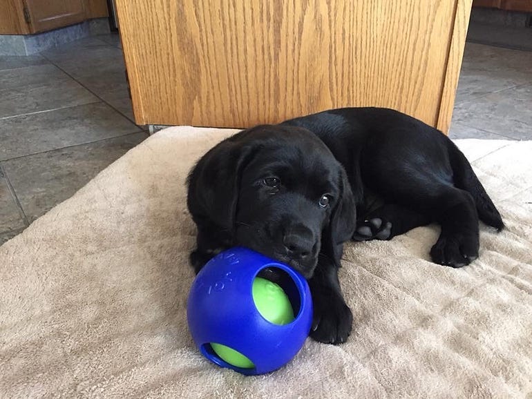 Black lab puppy Cooper. the ball he’s playing with is the size of his face