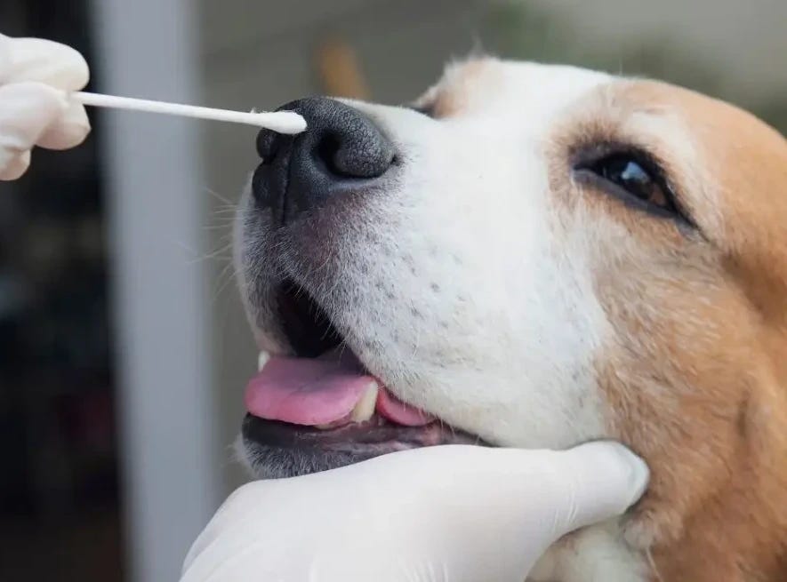Small dog getting nasal swab Small dog getting nasal swab