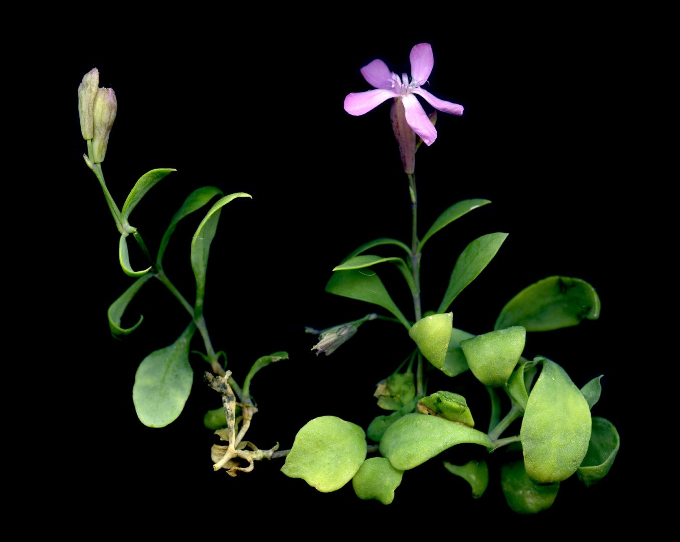 Exemplar de Petrocoptis crassifolia subsp. montsicciana, o Clavell de Balma. Fotografia de P. Barnola E. (floracatalana.cat). Exemplar de Petrocoptis crassifolia subsp. montsicciana, o Clavell de Balma. Fotografia de P. Barnola E. (floracatalana.cat).