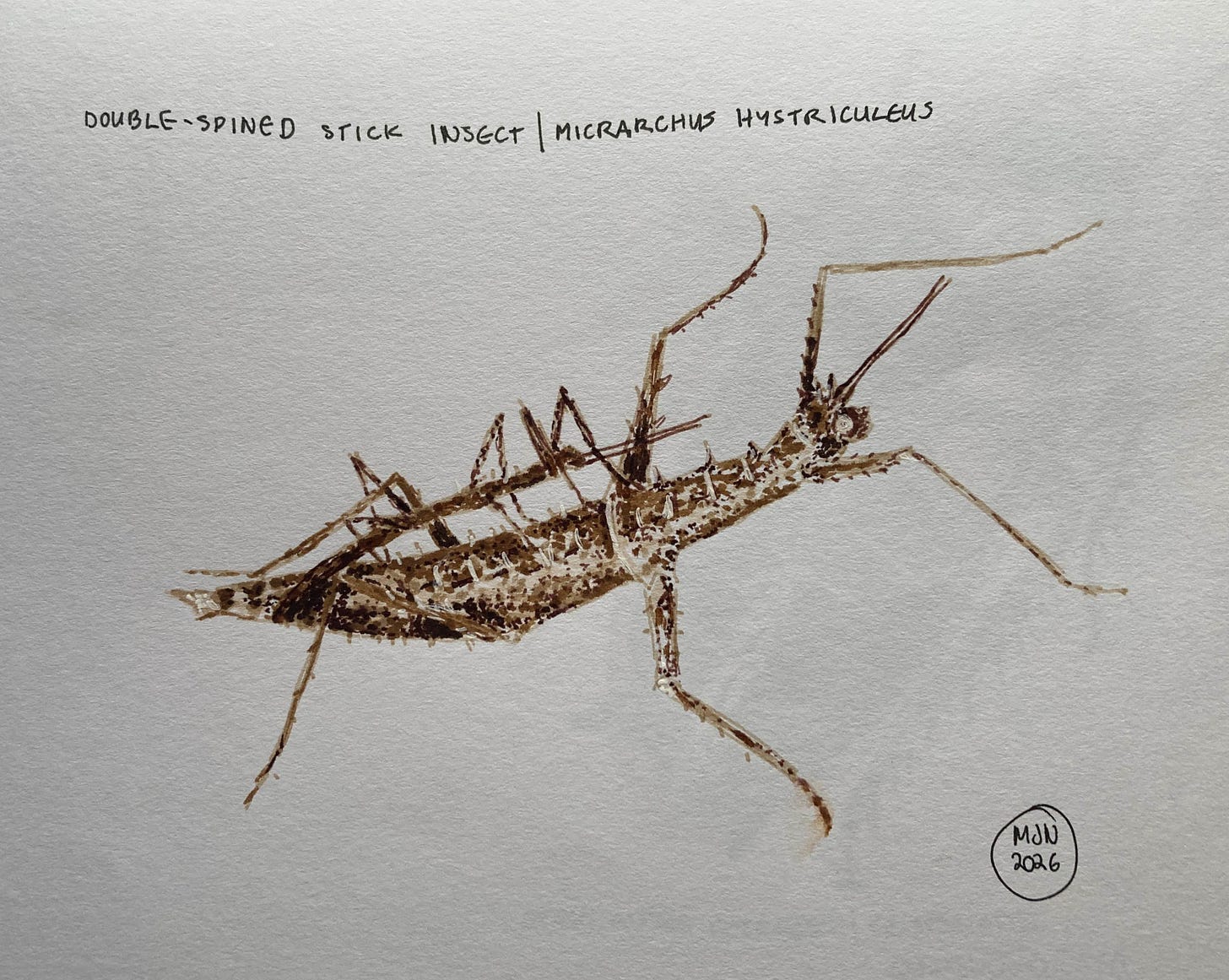 A felt pen drawing of a double spined stick insect, much smaller male mating with larger female