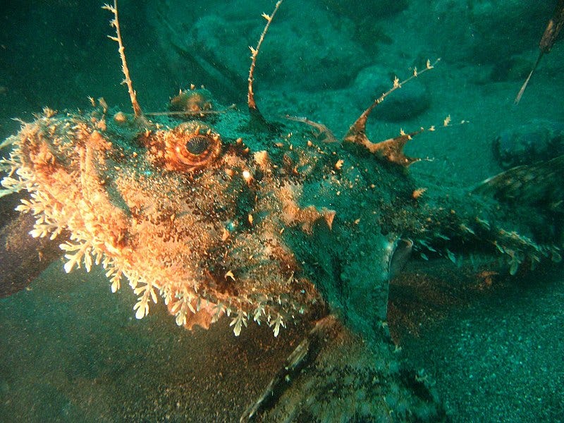 File:Lophius piscatorius 2.jpg File:Lophius piscatorius 2.jpg
