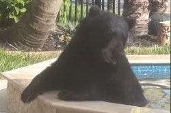 Bear trapped using doughnuts after a soak in hot tub