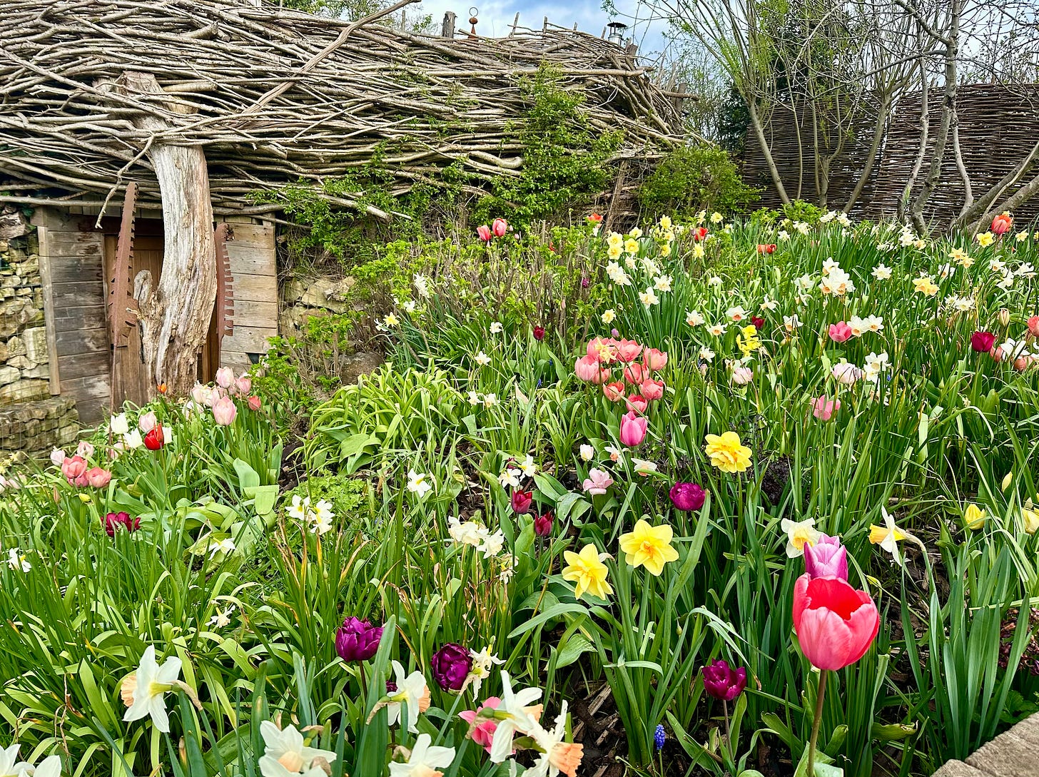 Traditional cottage garden filled with tulips and daffodils near a rustic woven wood fence and garden shed.