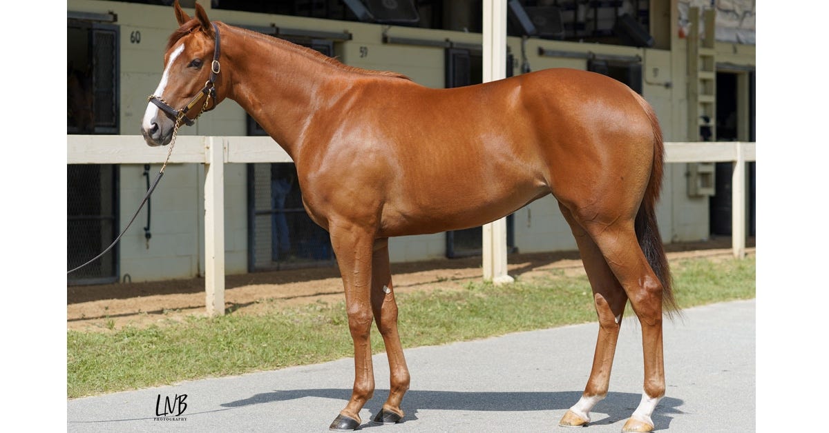 Conformation shot of a chestnut 2-year-old filly. Conformation shot of a chestnut 2-year-old filly.