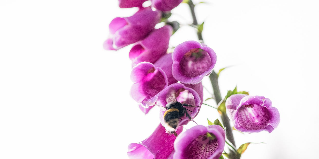 Creating a Wildflower Area in Your Safari Garden