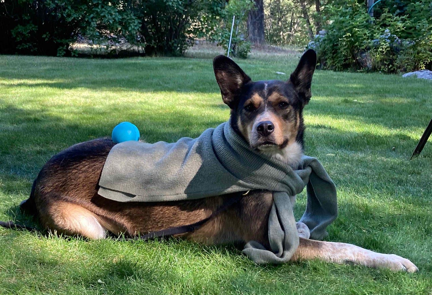 big eared dog with a scarf in a green lawn
