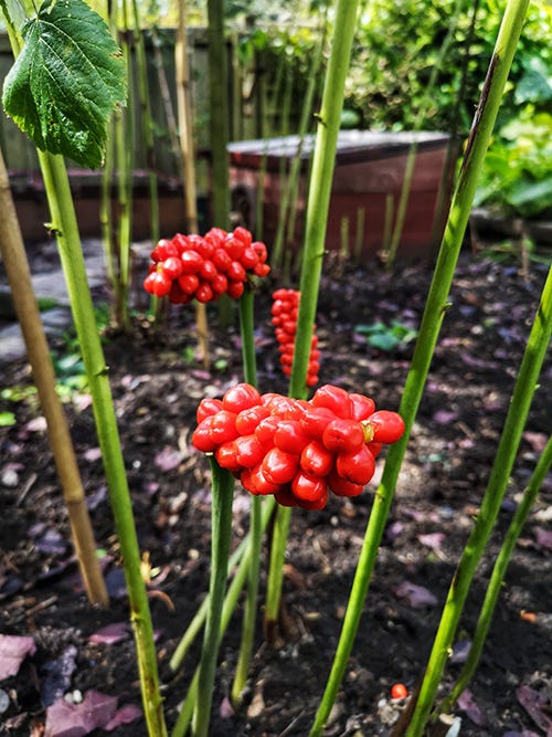 Two thick green stalks bearing a cluster of large shiny red berries.