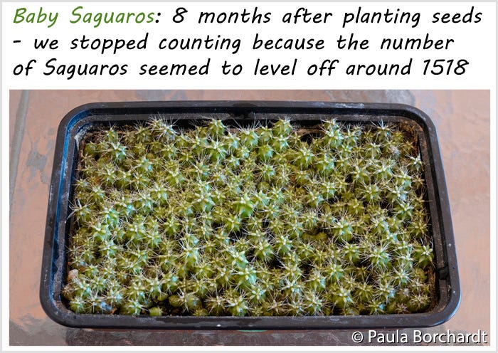 Baby Saguaros: 8 months after planting seeds - we stopped counting because the number of Saguaros seemed to level off around 1518