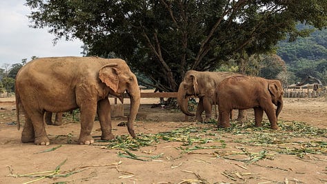 montage of elephants