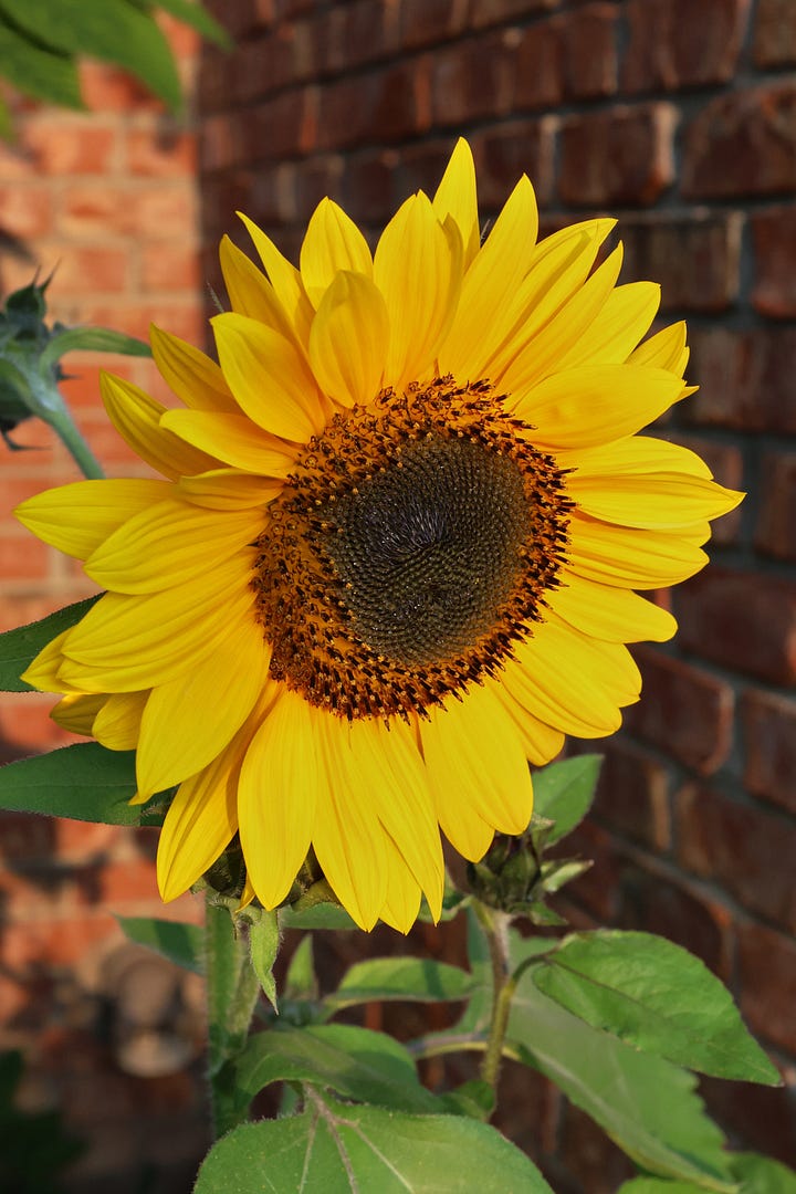 sunflowers in various colors