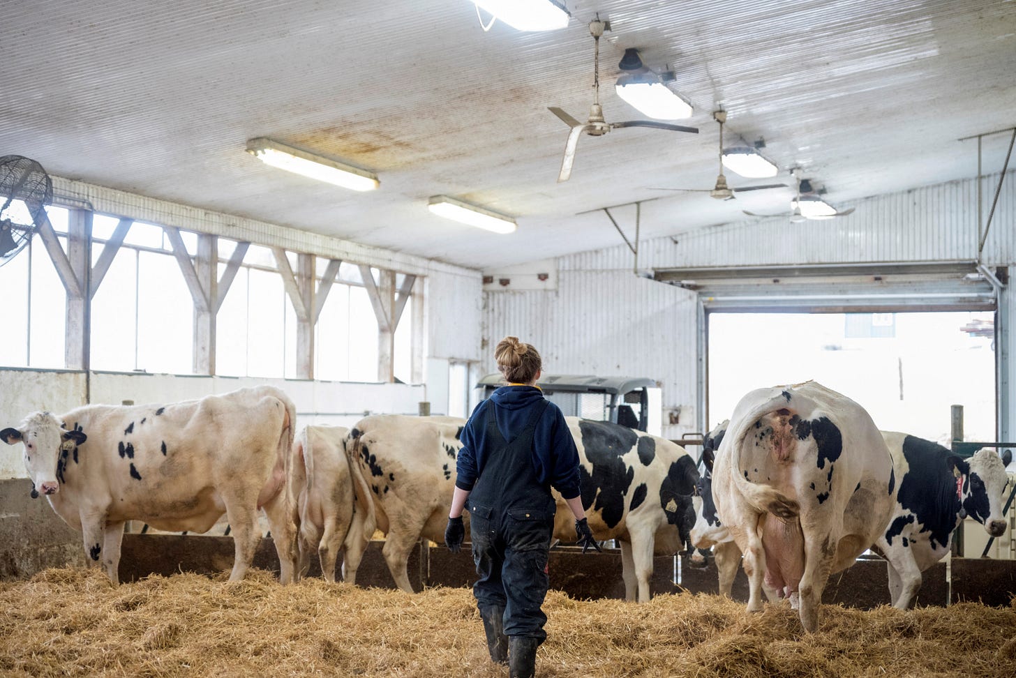 Dairy workers maintain a farm in Carrying Place