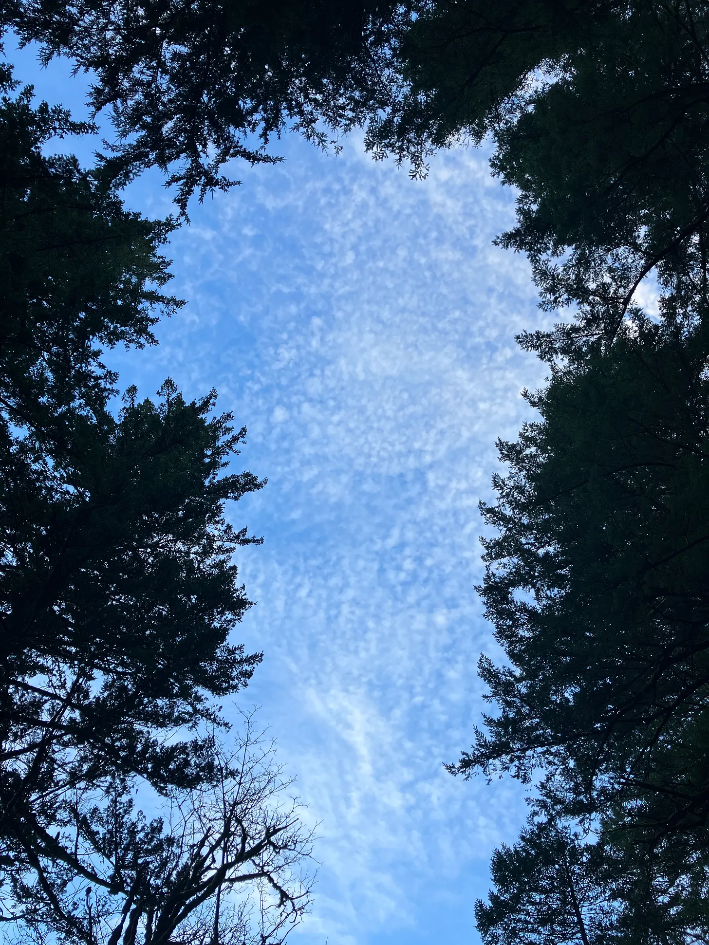 A skyscape framed by pine trees