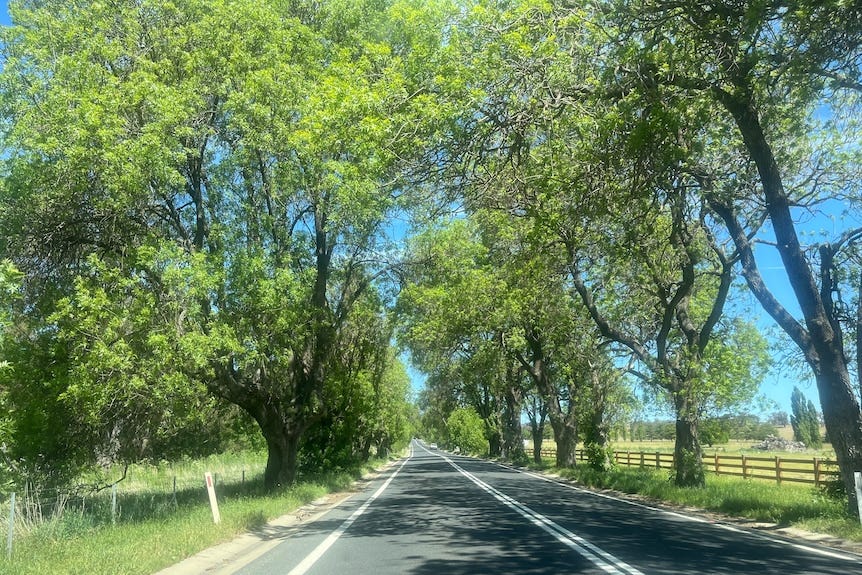 A road lined with tall trees.