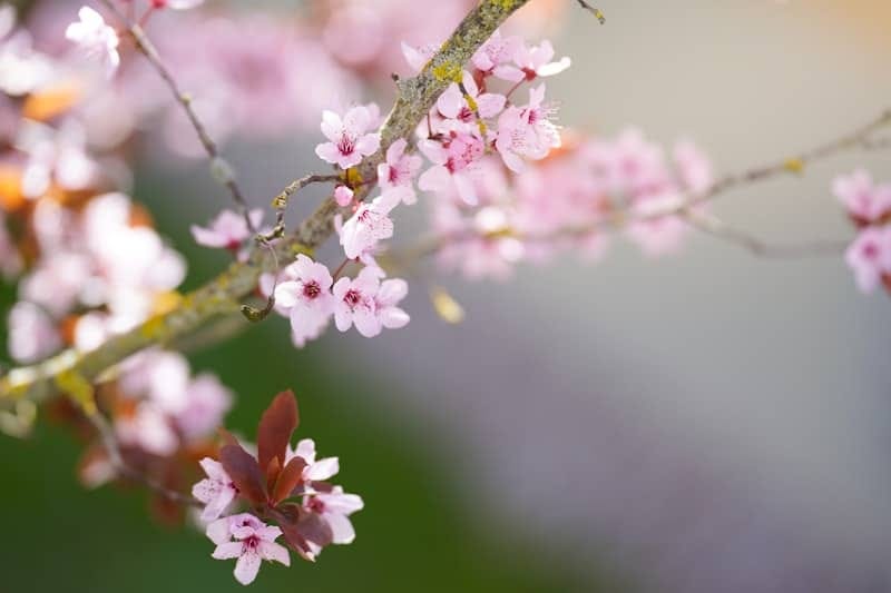 Pink blossoms bloom on a tree branch.
