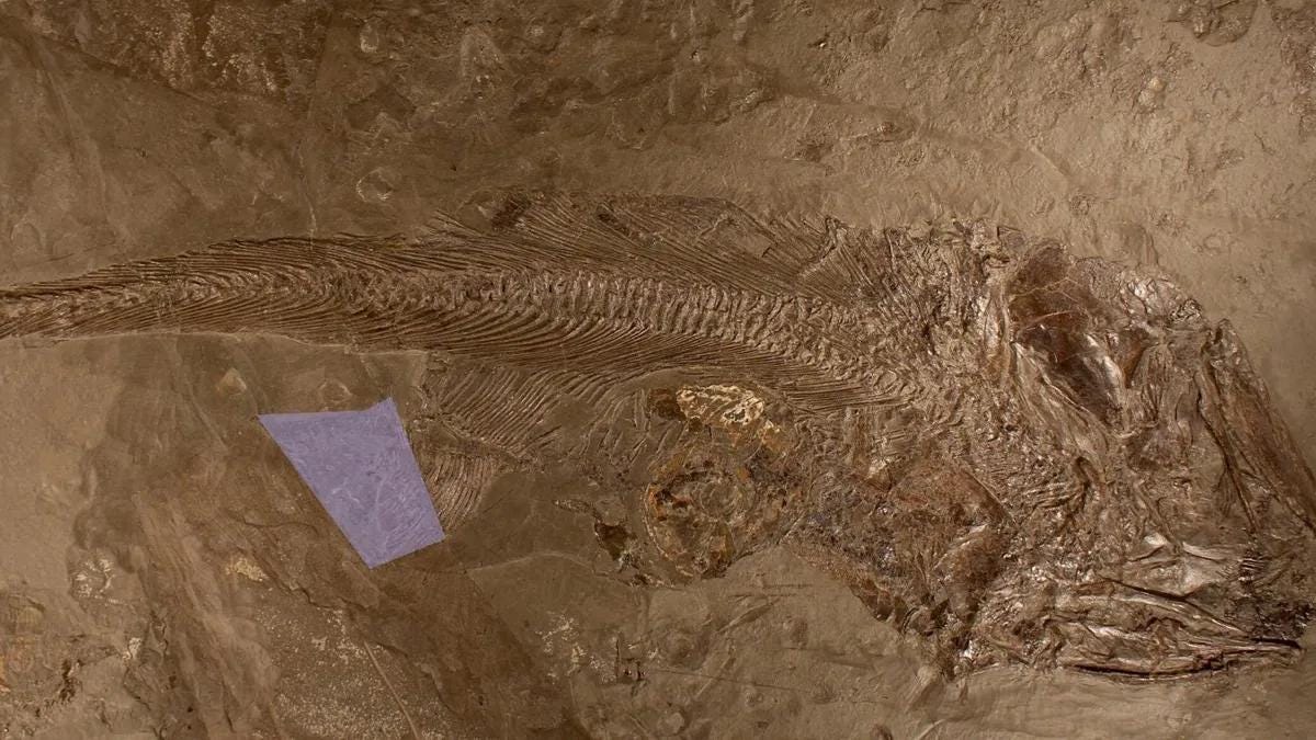 Fish fossil remains