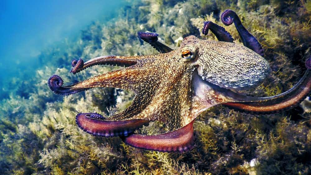 Octopus Numbers Boom in Cornwall Impact on Local Wildlife Octopus Numbers Boom in Cornwall Impact on Local Wildlife
