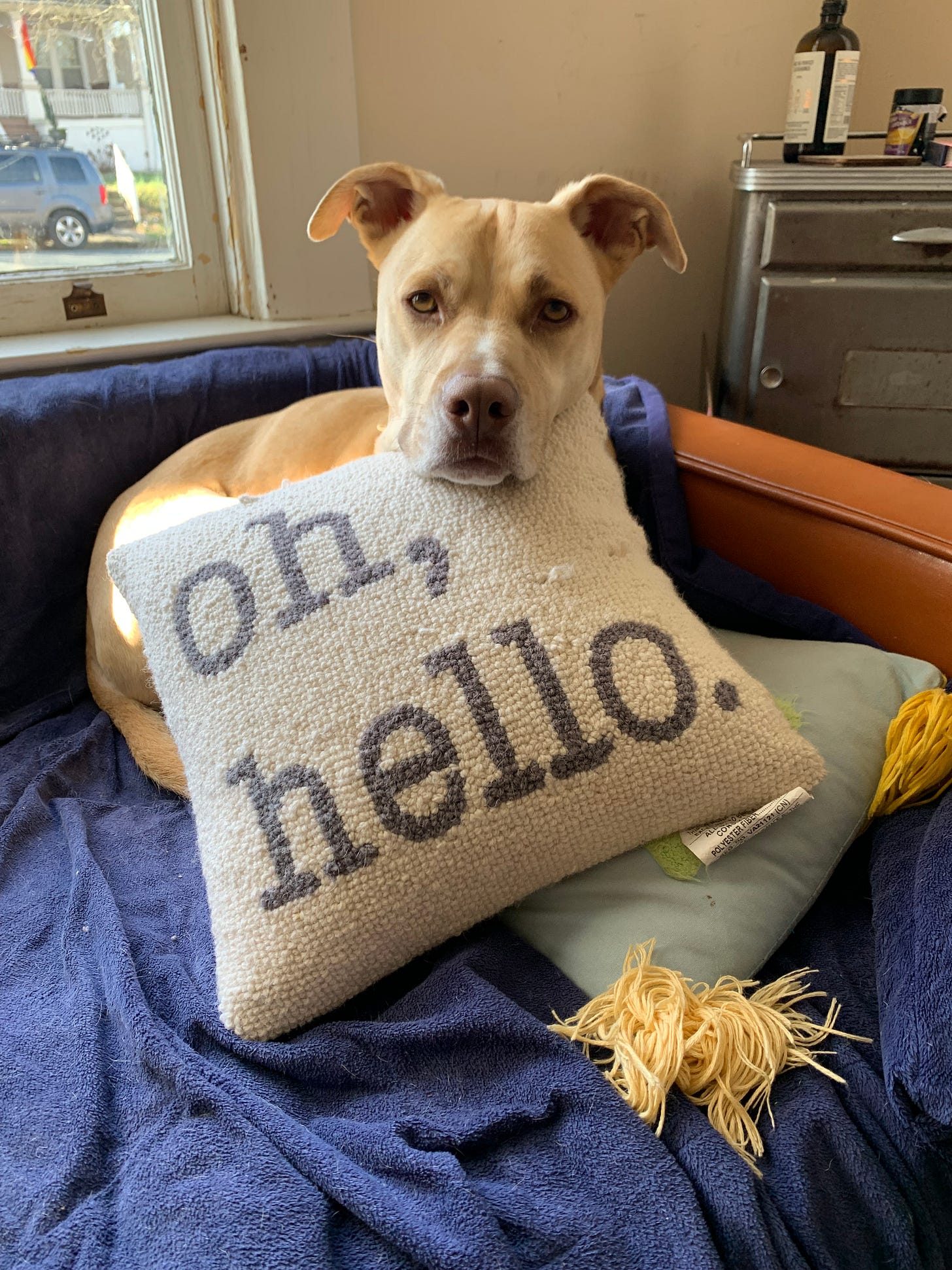 My rescue dog Nestor on his sofa with his chin resting on a pillow that says "Oh hello,"