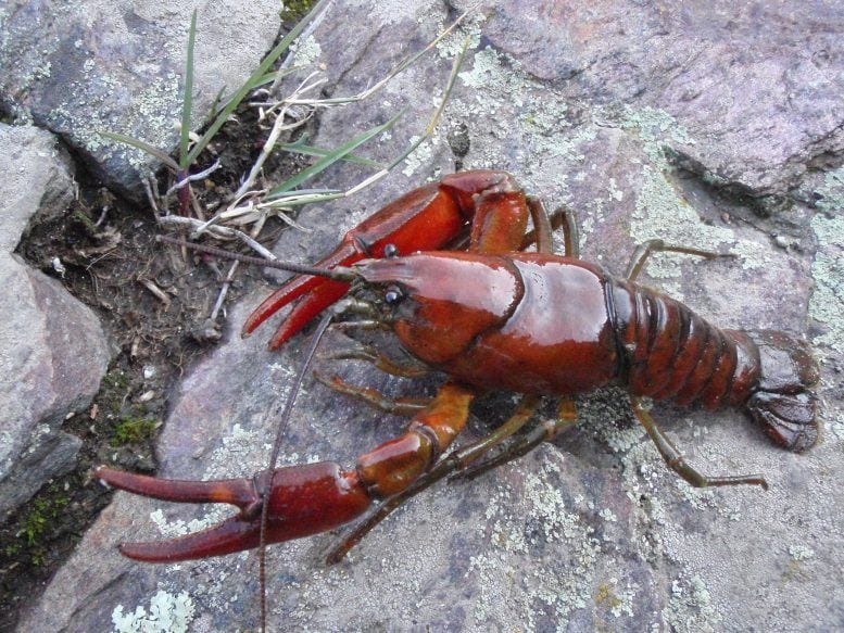 Okanagan Crayfish (Pacifastacus Okanaganensis)