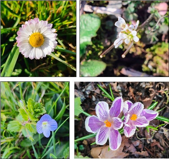 Spring wildflowers at Amalie Robert Estate.