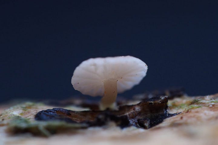 Mycena roseoflava