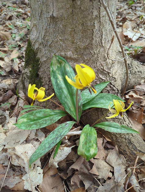 Chicken coop management, Trout lily, new pigs and lambs