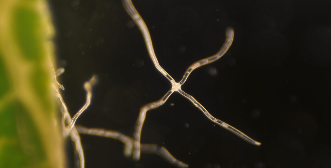 One Leaf - Synthetically Overloaded