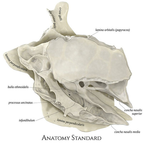 Ethmoid, skeleton, bones