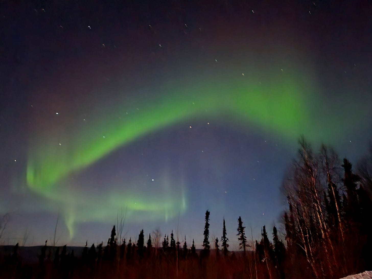 oval green aurora over a forest