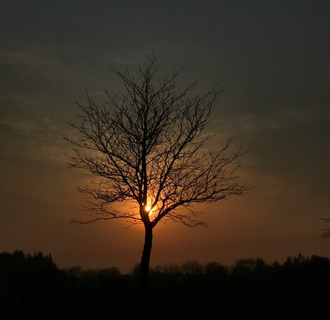 withered tree during nighttime