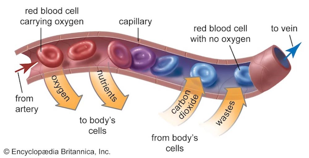 An image of a capillariy with red Blood celss flowing through and oxygen and wate exchange An image of a capillariy with red Blood celss flowing through and oxygen and wate exchange