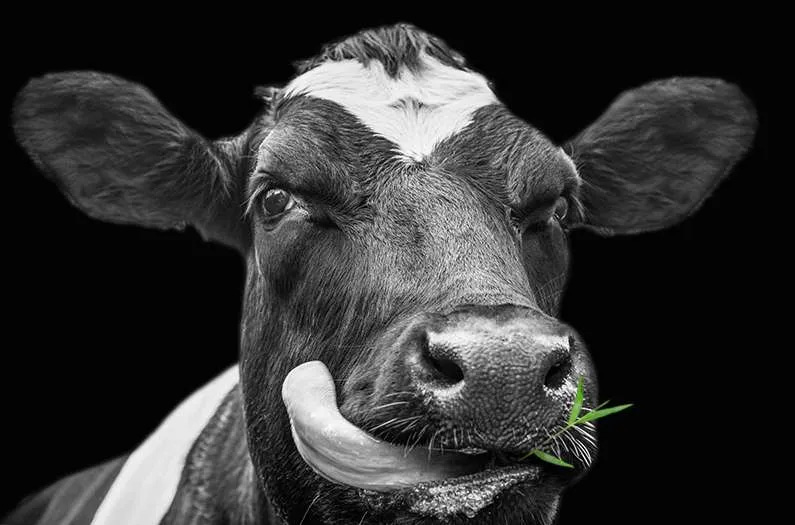 Researchers tested the claim that grass-fed beef is better for the climate—and found it wanting