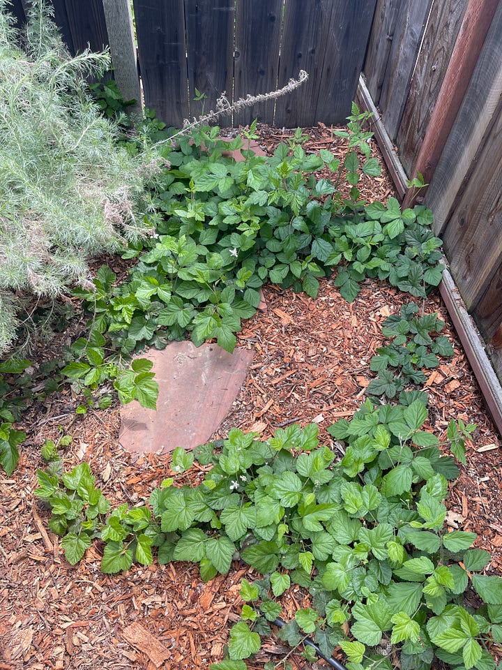 A small blackberry plant (on the left) just after planting in 2023. Two blackberry plants after two years of growth (on the right).