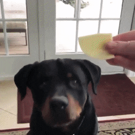 Dog making it clear that he likes it. : r/aww