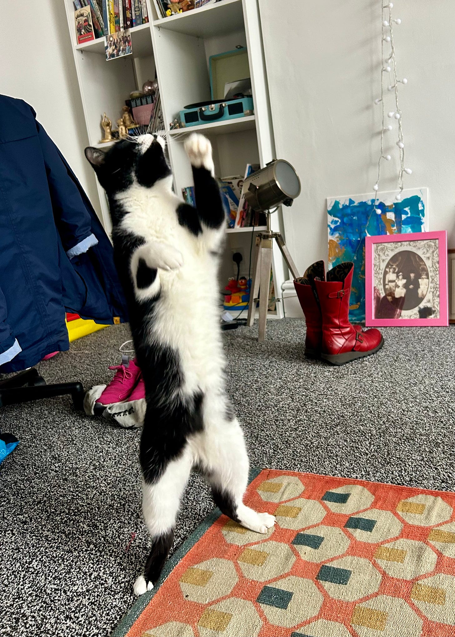 Noodles is standing on his hind legs and reaching up with a paw showing off his soft white belly fur.