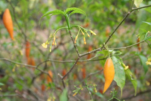 West African Plants - A Photo Guide - Tabernanthe iboga Baill. West African Plants - A Photo Guide - Tabernanthe iboga Baill.