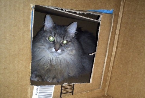 Kali_Cat_Houses Kali_Cat_Houses