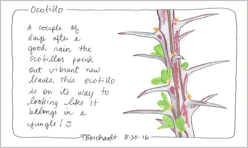Ocotillo (pen and colored pencil)
