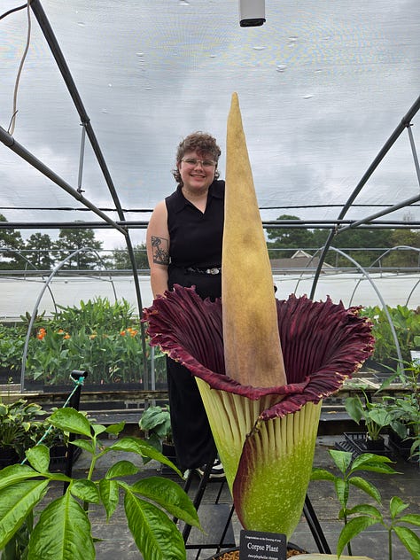 left, vern holland poses with corpse flower. middle, zoomed in image of corpse flower's spathe. right, vern holland looks down into corpse flower
