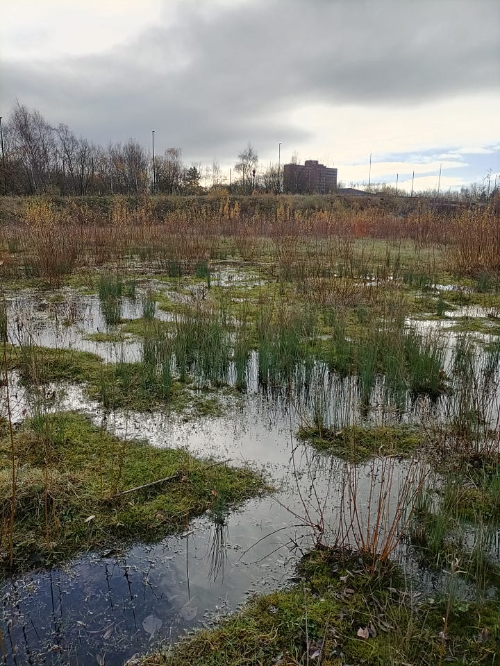 Pomona, December 2024