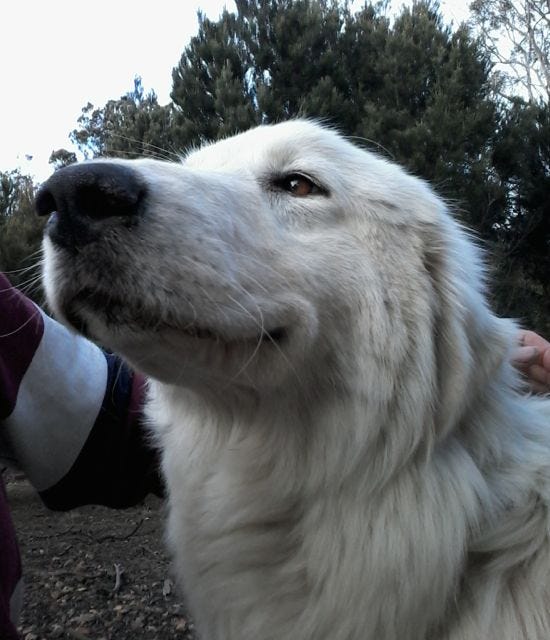 We see Bella's large, fluffy white head in the centre of the image. My arm can be seen under her jaw and coming over to her back. She looks calm and relaxed around the jaw, ears and eyes.