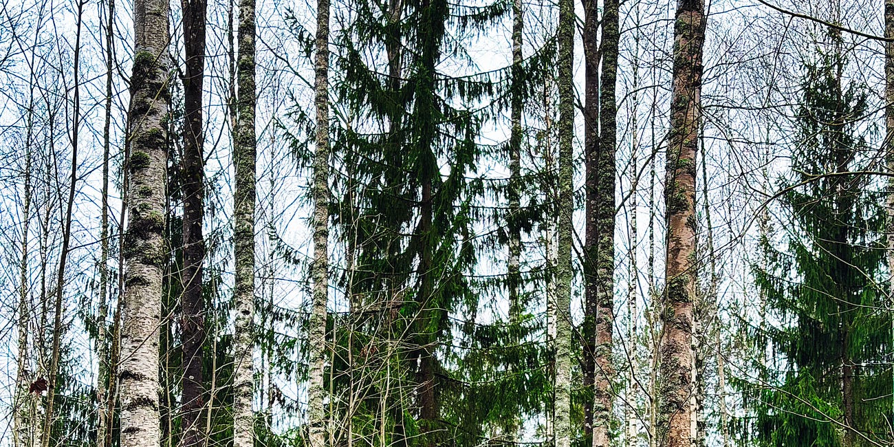 Day in the Forest